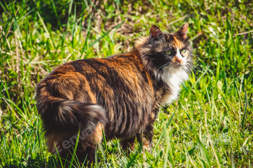 Preview: Fluffy domestic cat walks on spring grass. Pet for first time in nature.