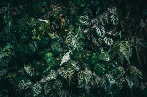 Preview: Close up group of background tropical green leaves texture and abstract background.