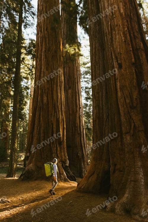 Preview: Hiker hiking among sequoia trees, Sequoia National Park, California, USA