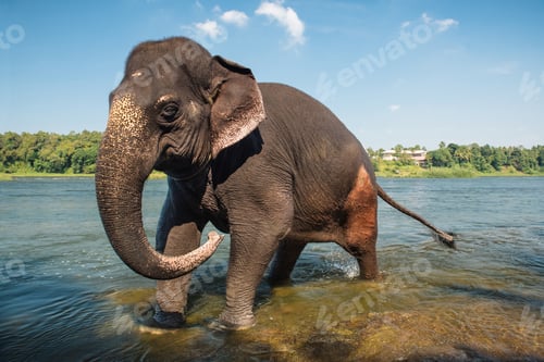 Preview: Elephant washing in the river