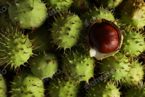 Preview: Green, prickly chestnut fruits close-up, top view