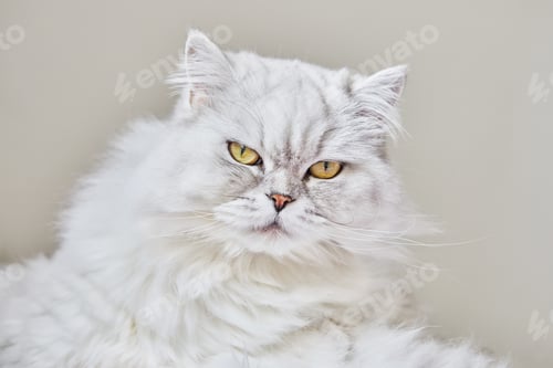 Preview: Portrait of British Longhair white cat on a beige background. Close-u