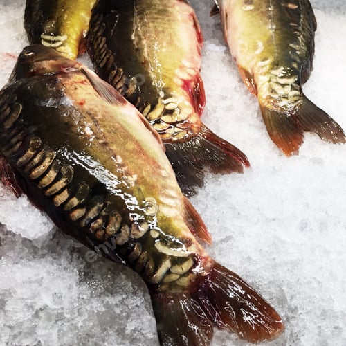 Preview: Fish
