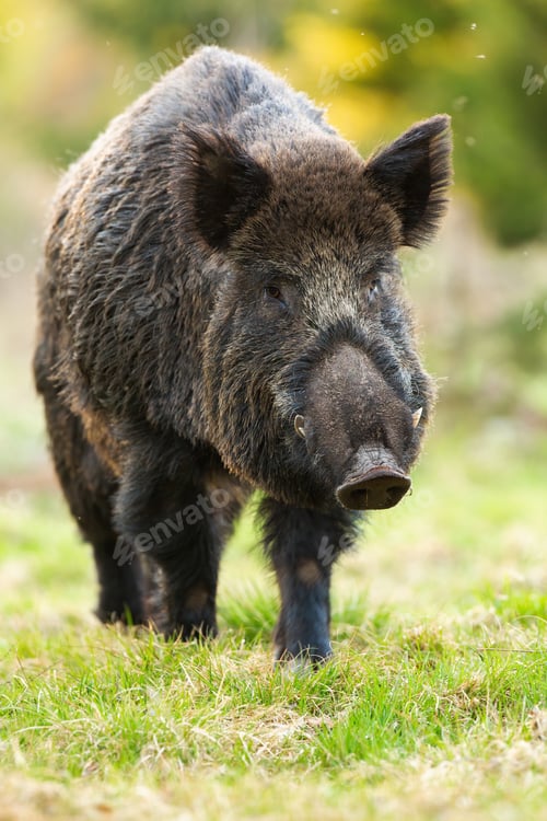 Preview: wild boar marching on green glade in spring nature