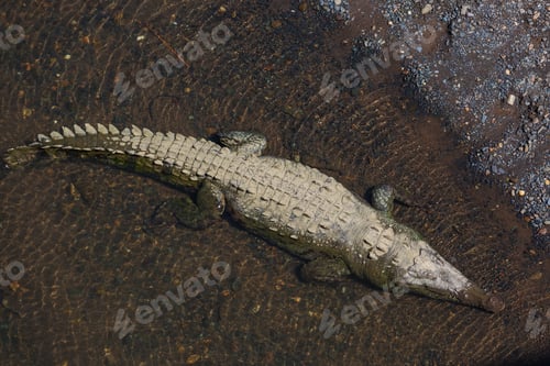 Preview: Crocodile