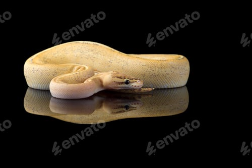 Preview: Multicoloured snake ball royal python isolated on black background