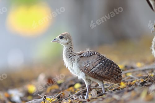 Preview: Closeup shot of a cute little Malleefowl
