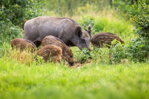 Preview: Wild boar family grazing on grassland in summer sunshine