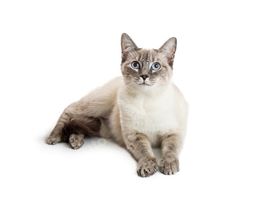 Preview: Friendly Pretty Cat Lying on White
