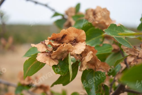 Preview: Christ's-thorn, Paliurus spina-christi Mill., ripe fruit, woody drupe, around which there is a broad