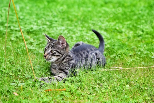 Preview: Playing with a cat on green grass