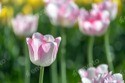 Preview: lots of beautiful white pink tulips, spring natural background