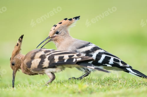 Preview: eurasian hoopoe closeup