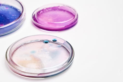 Preview: Pink, blue and transparent agar media in Petri dishes for grafting bacteria