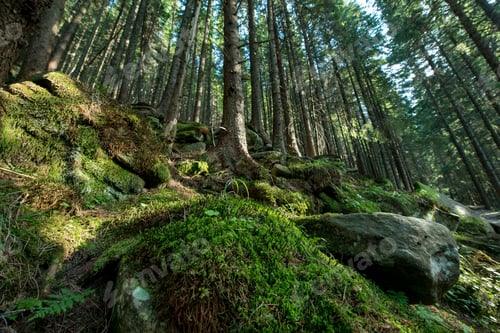 Scenic pine forest on a mountain slope