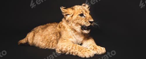 Preview: cute lion cub lying isolated on black, panoramic shot