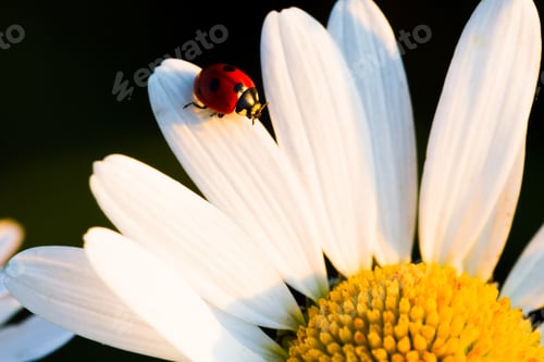 Preview: Beetle Ladybug and chamomile flower