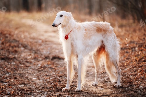 Preview: Dog Russian Borzoi Wolfhound Head , Outdoors Spring Autumn Time