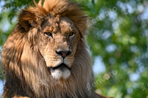 Preview: Lion