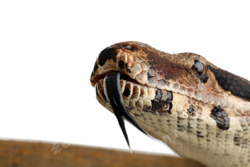 Preview: Brown boa constrictor on white background, closeup