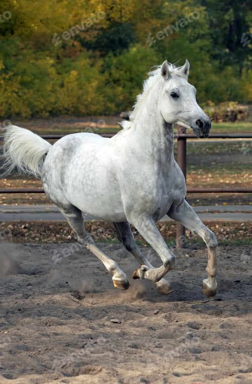 Preview: arabian, horse, mare, stallion, riding