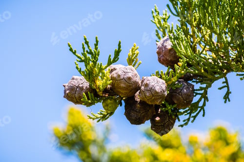 Preview: Monterey Cypress trees cones