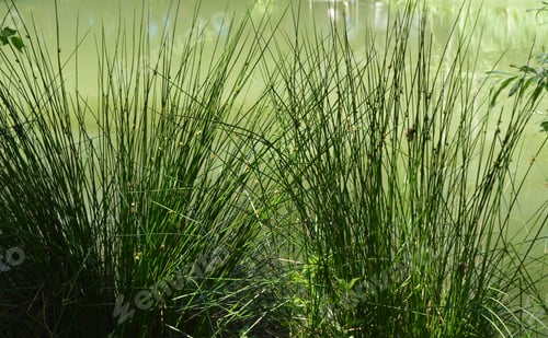 Preview: Muddy water in a forest lake or swamp, overgrown with grass on the banks