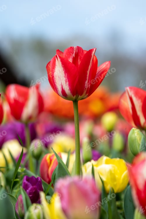 Preview: Close up of flower bed with red tulips