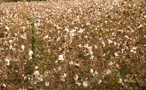 Preview: Cotton field white with ripe cotton ready for harvesting, India