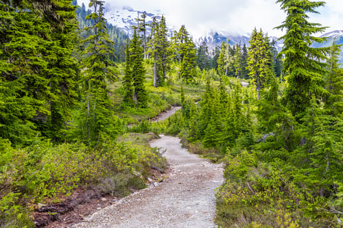 Preview: Scenic Forested Trail with Mountain Views on Elfin Lakes Hike in Squamish, BC
