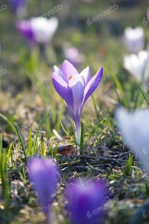 Preview: Purple crocus with opening petals close-up among other flowers in a sunny meadow