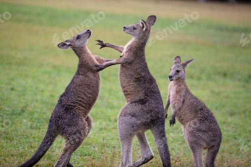 Preview: Eastern Grey Cangaroo