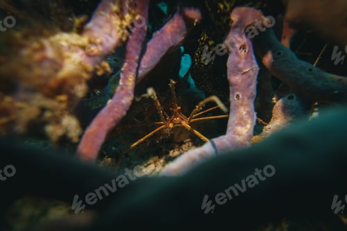 Preview: spider crab underwater macro shot in caribbean
