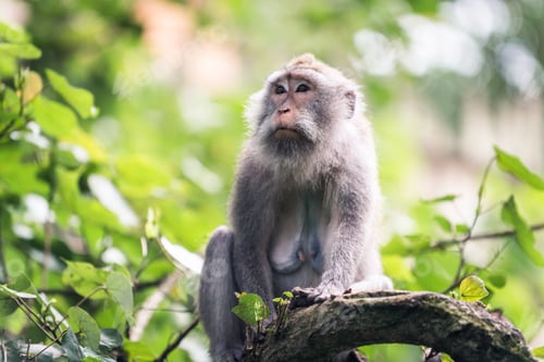 Preview: Portrait of an Adult Monkey in Monkey Forest, Ubud, Bali