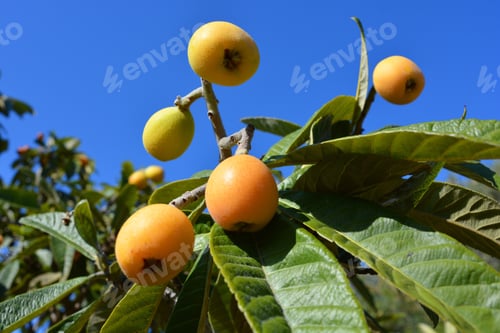 Preview: Nispero fruits ripening on the tree, also known as medlar or Japanese loquat