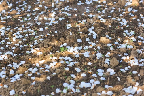 Preview: Fallen small white apple tree flowers petals lying on the ground. Summer natural floral background.