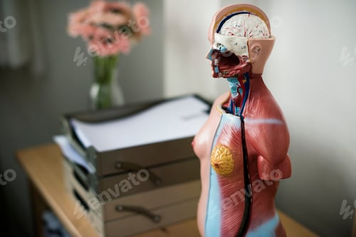 Preview: Human anatomy model