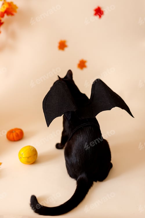 Preview: Pretty black cat with orange pumpkins on an orange background