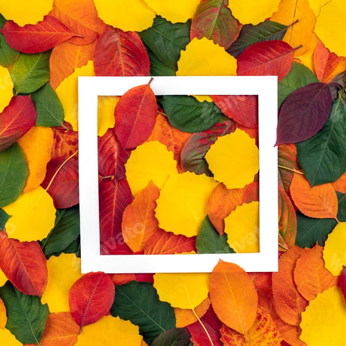 Preview: Creative layout made of autumn leaves in different colors. Minimal autumn abstract pattern.