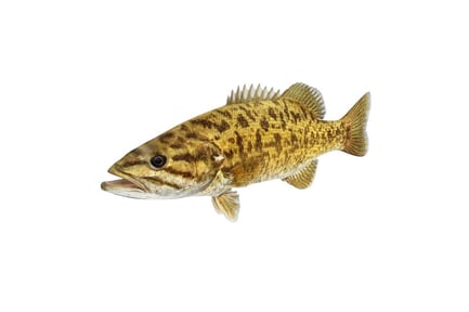Preview: Micropterus Dolomieu - Smallmouth Bass