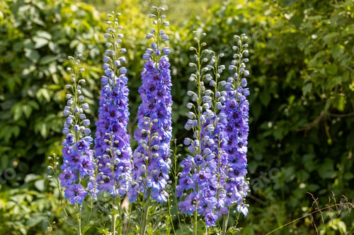 Preview: Blue delphinium flower as nice natural background