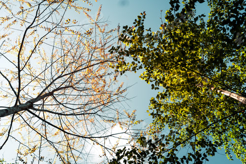 Preview: forest and the autumn leaves are changing colors