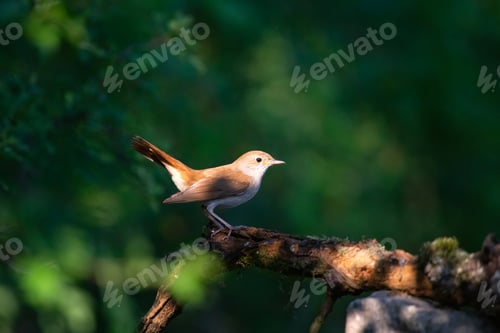 Preview: Common Nightingale perched near a pond