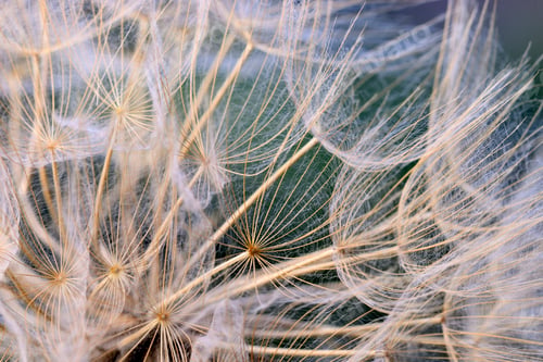 Preview: Close up of winged seeds of dandelion head plant