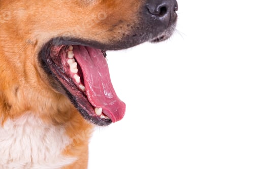 Preview: Closeup shot of a dog's opened mouth on a white background