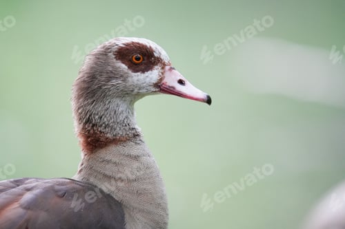 Preview: Close-up shot of an Egyptian goose portrait