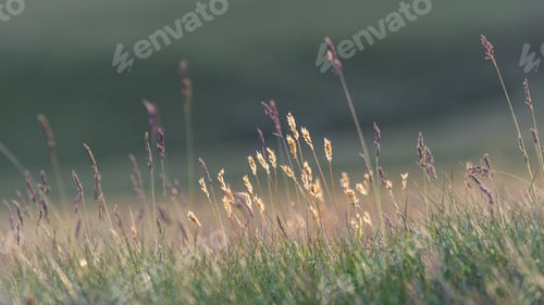 Preview: Flora in Mountains, Closeup