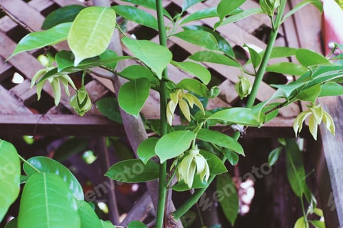 Preview: Ylang Ylang flowers blooms on early in the sunshine morning. Toned with color filter and soft noise