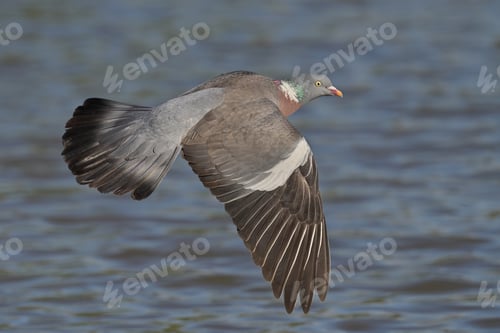 Preview: Wood Pigeon soars over water on a sunny day