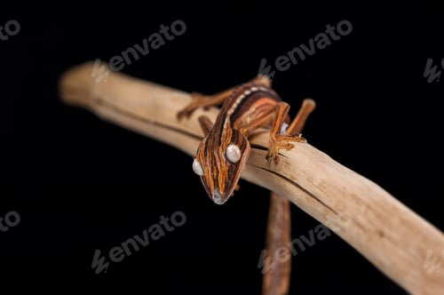 Preview: Leaf Tailed Gecko isolated on black background